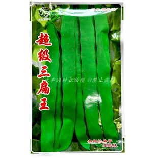 扁豆种子三扁王早熟豆角肉厚条长不易鼓籽油绿条无筋芸豆种籽