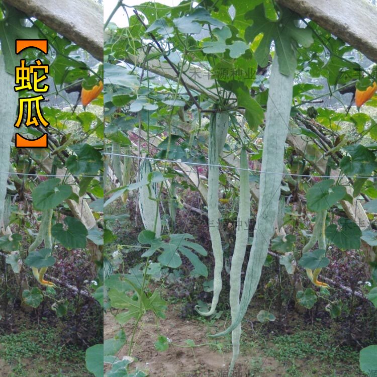 蛇豆种子蛇瓜苗种籽蛇形长豆角四季小菜园 观赏食用阳台蔬菜种子