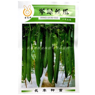 翠绿丝瓜种子 棱角长丝瓜水瓜10g早熟雌花多坐果多皮翠绿色大田种