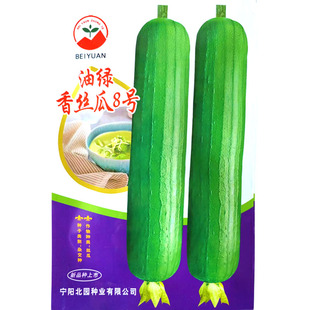 油绿香丝瓜8号丝瓜种子 杂交早熟圆筒形肉丝瓜种籽短棒丝瓜种子