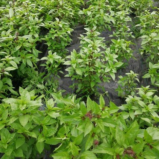 柠檬罗勒种子食用香草紫九层塔种籽大田金不换种孑四季阳台盆栽