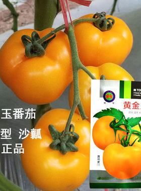 大果黄番茄种子黄金玉大早熟西红柿种孑沙瓤黄色大果番茄基地品种