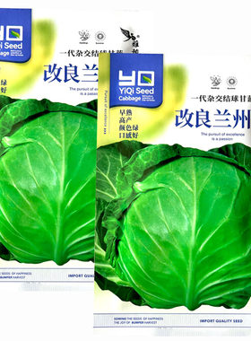 改良兰州包结球甘蓝种子 早熟 高产颜色绿卷心菜手撕包菜大田基地