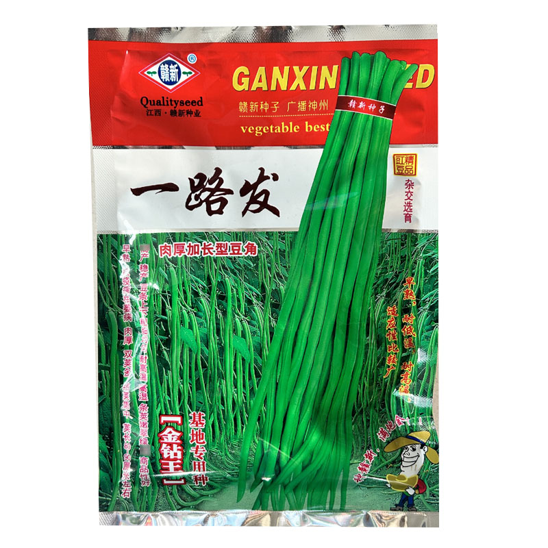 豇豆种子油青长豆角籽中早熟