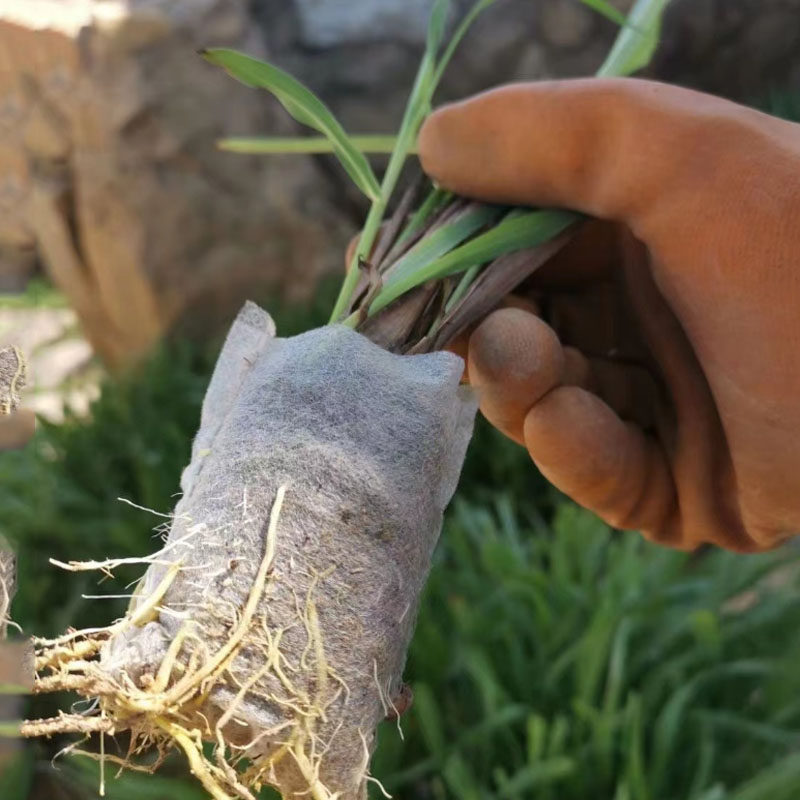 香茅草种苗早熟多次采收香味