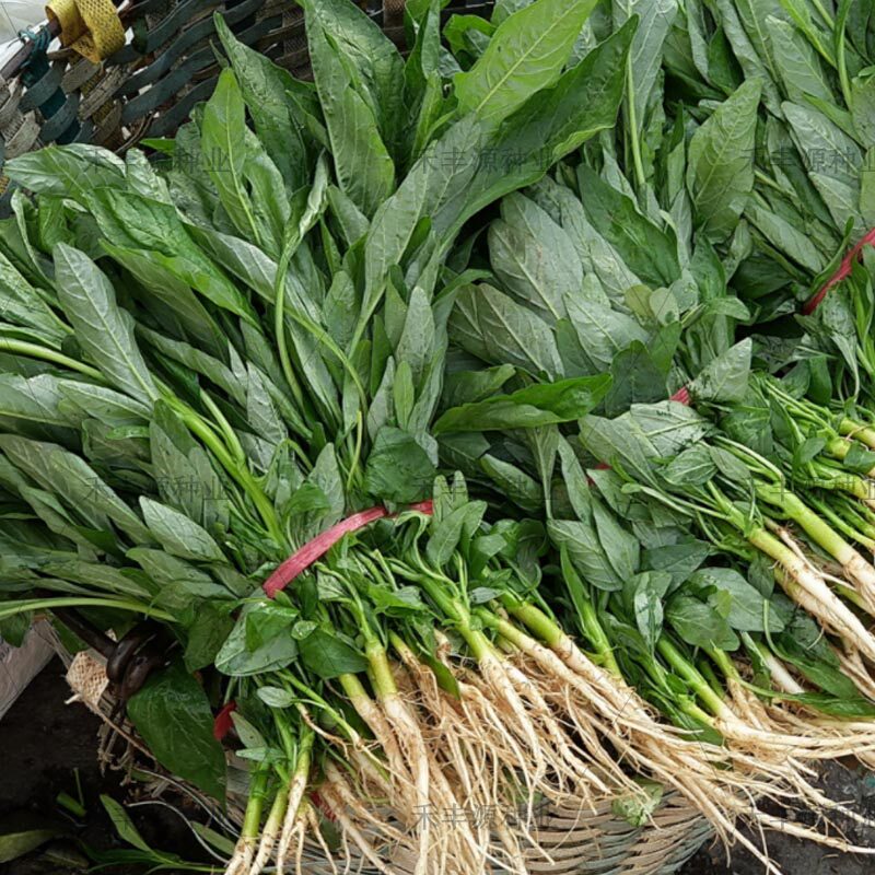 柳叶苋菜种子青苋菜种籽耐热易种蔬菜种孑四季快大尖叶苋菜包邮