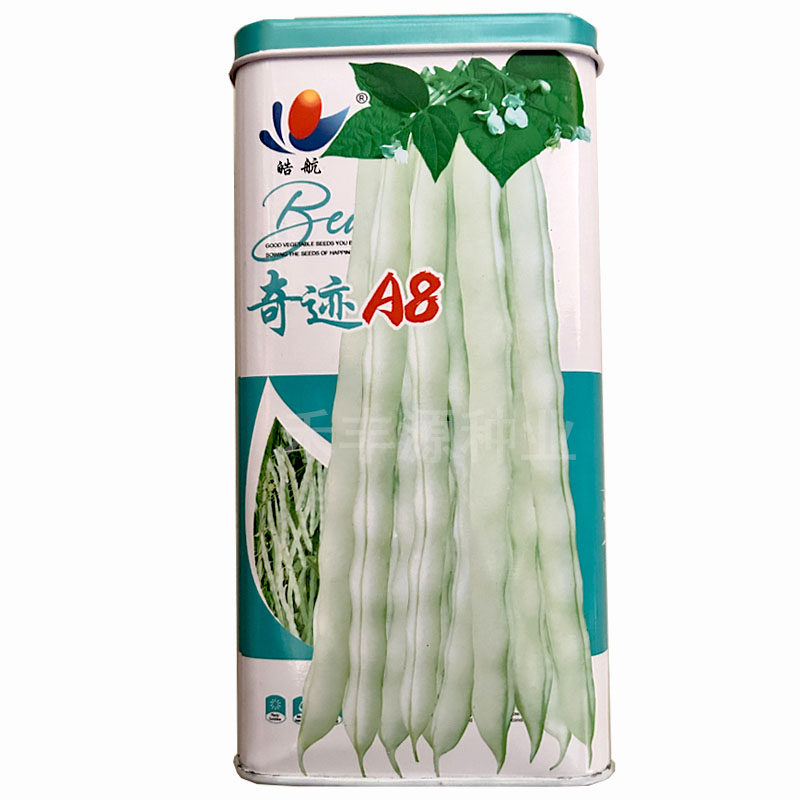 奇迹A8架豆种子白不老中春秋季播早熟豆荚嫩白色架豆菜豆基地品种