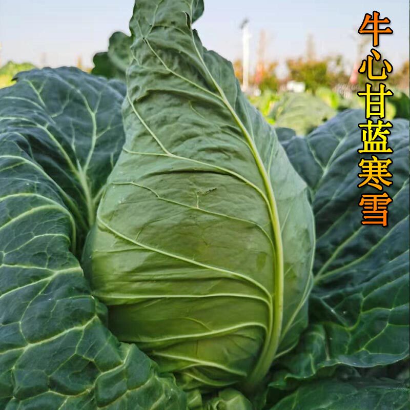 牛心甘蓝种籽卷心包菜种菜直立大牛角青甘蓝菜子春丰早熟蔬菜种子
