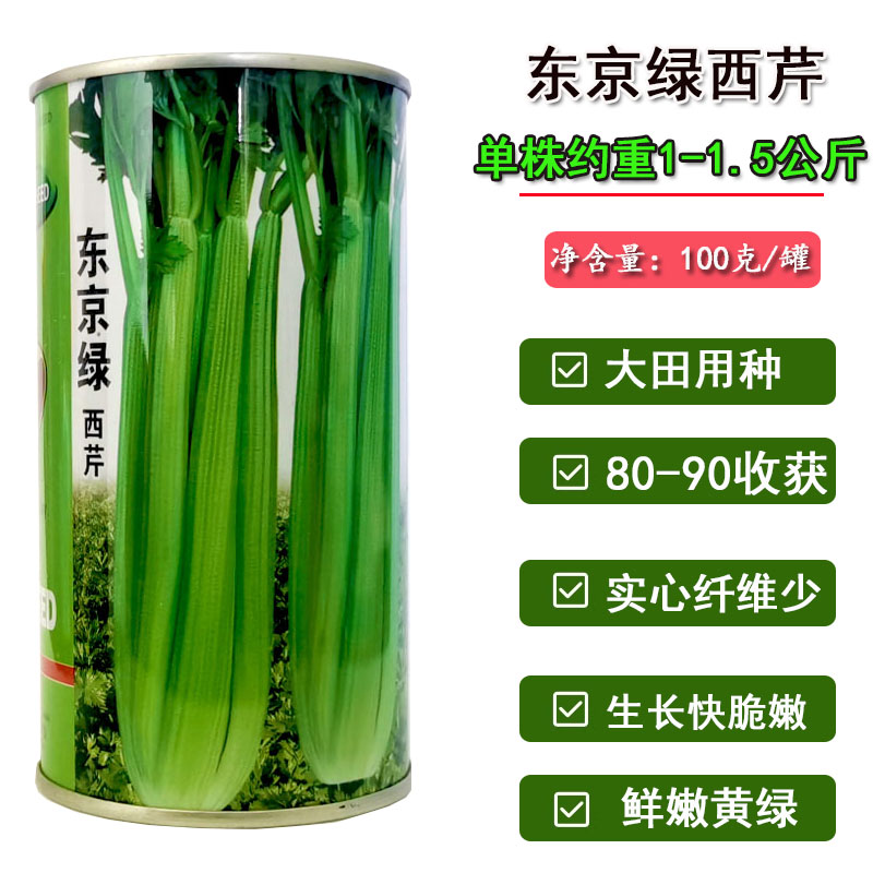 绿杆芹菜种子西芹四季盆栽高产