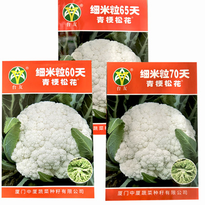 细米粒65天70天青梗松花菜种子