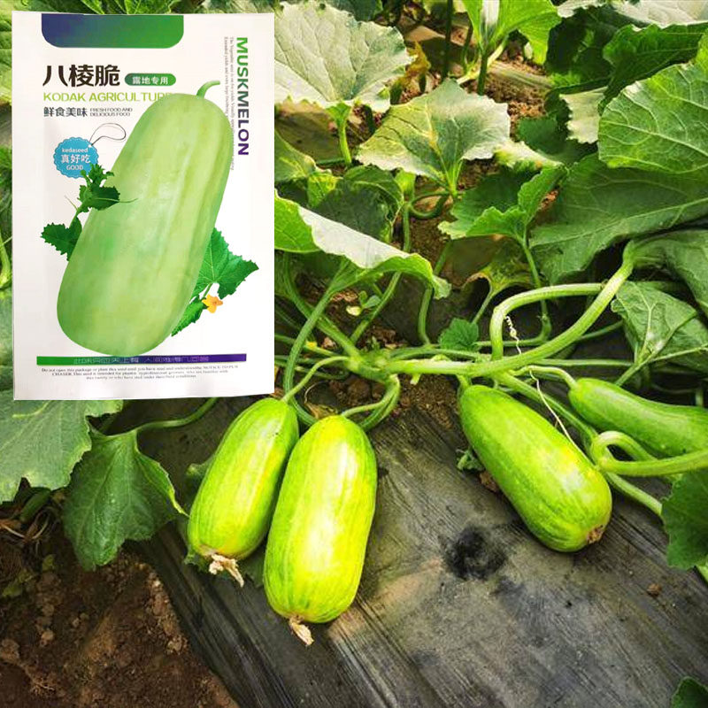 八棱脆瓜种子黄河脆一窝猴 菜瓜烧瓜种子 生吃无糖 农家特菜早生