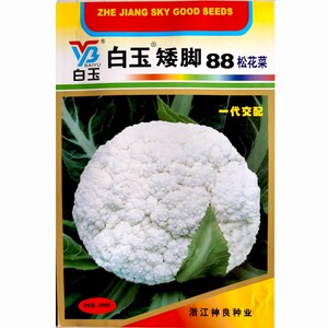 白玉矮脚88青梗松花菜种子65天70天耐热花菜白菜花南北方种植