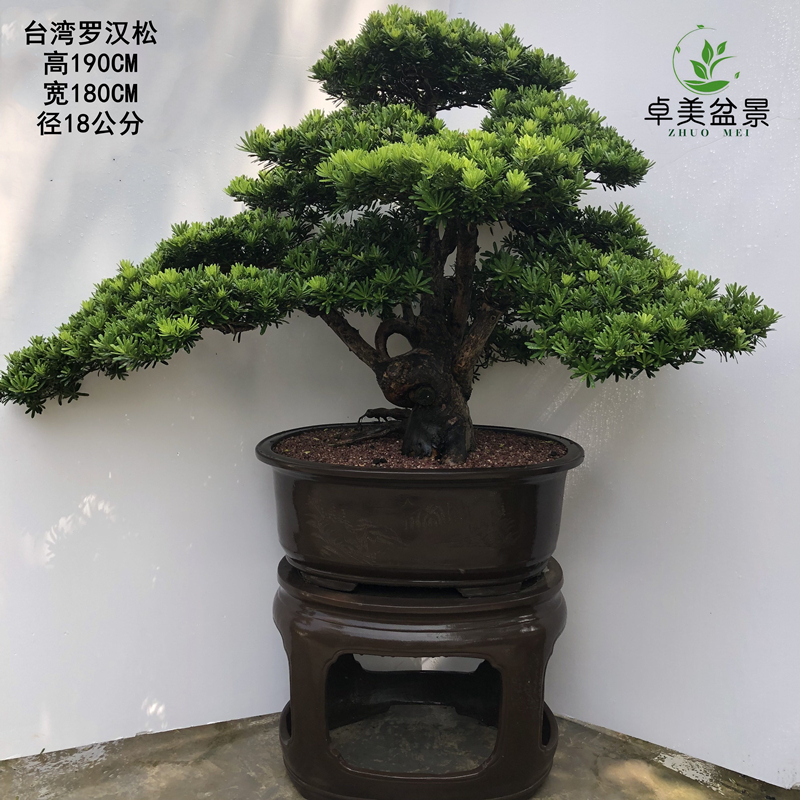 台湾原生金钻罗汉松盆景造型雀舌罗汉松四季常青盆栽大型罗汉松树