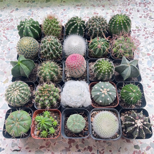 仙人球 红太阳仙人球多肉植物桌面室内花卉懒人盆栽实生好养栽好