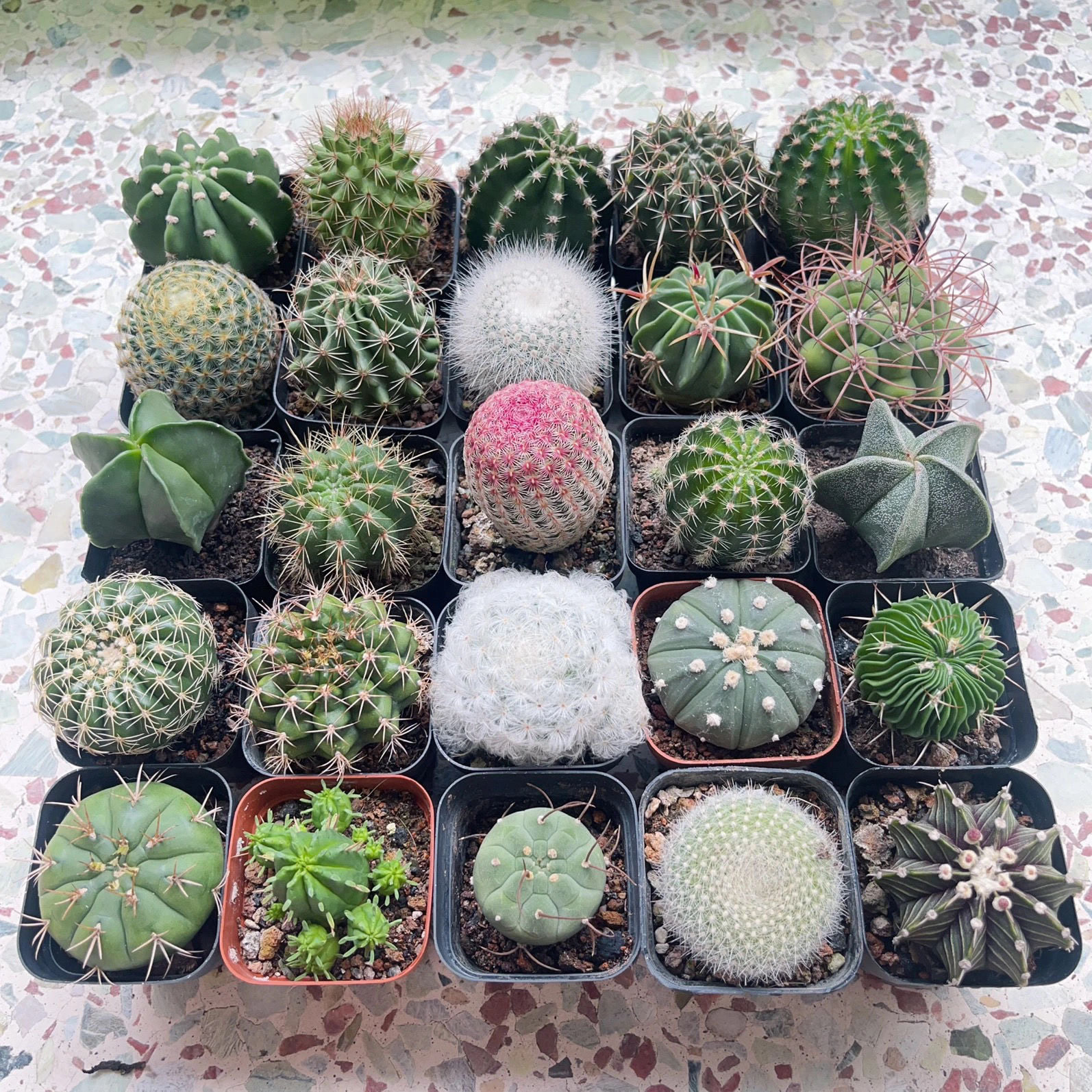 仙人球多肉植物组合小盆栽室内阳台好养开花可爱办公绿植花卉套餐