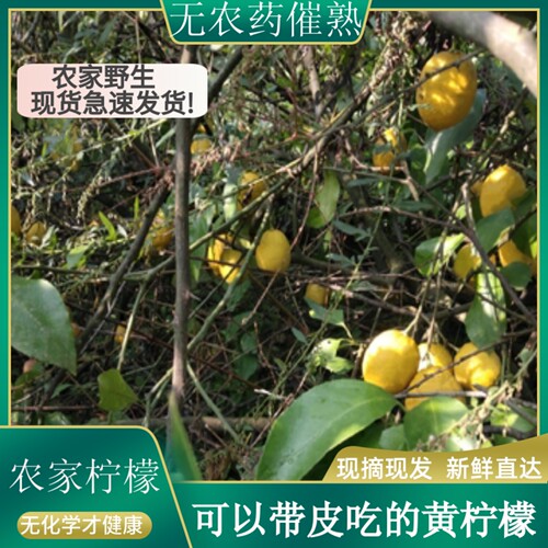 四川安岳天然野生土5有机柠檬