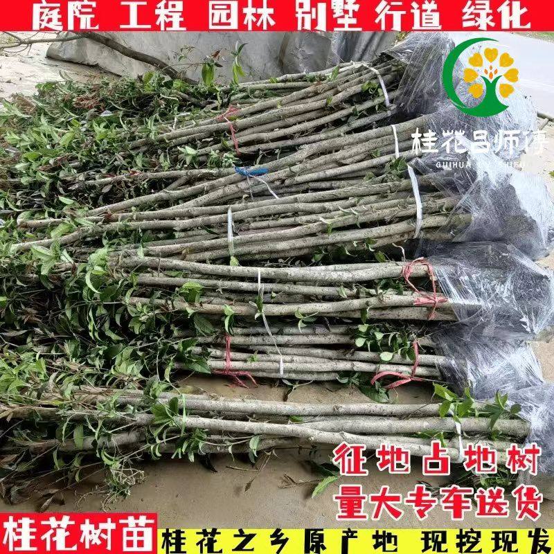 2公分桂花树苗八月桂庭院花卉