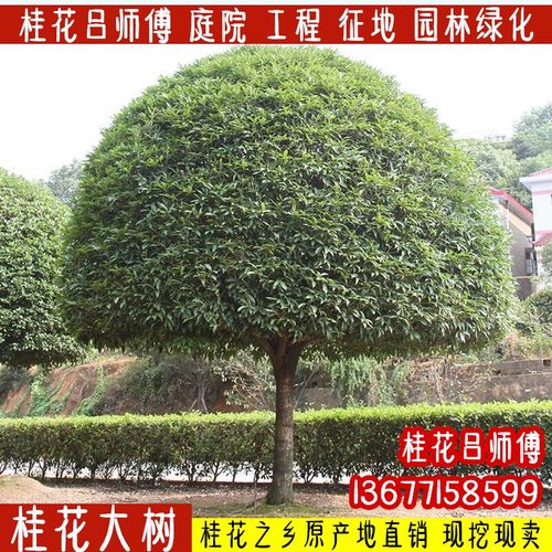 浓香型盆栽庭院室外绿植桂花树苗