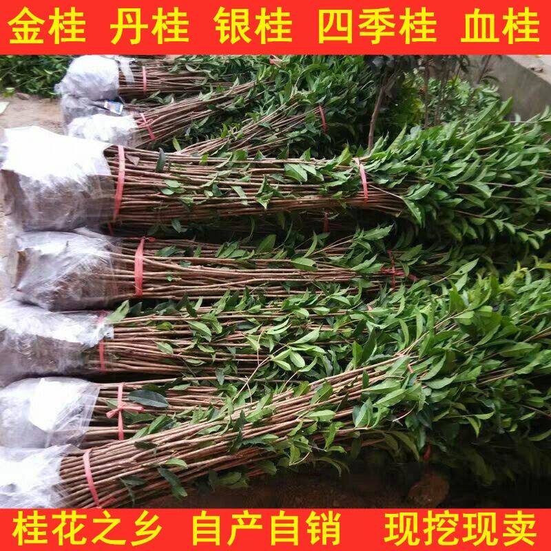 桂花树苗100-200CM高桂花苗 金桂八月桂血桂丹桂地栽花卉桂花小苗
