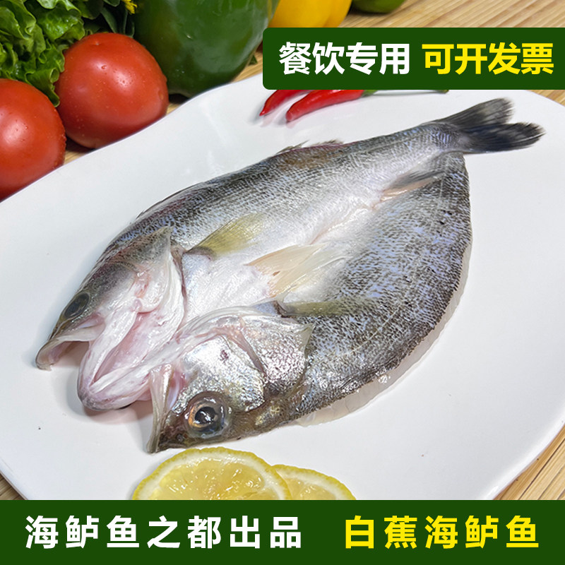 白蕉海鲈鱼新鲜冰冻开背烤鱼半成品商用七星鲈鱼芦鱼卢鱼广东珠海