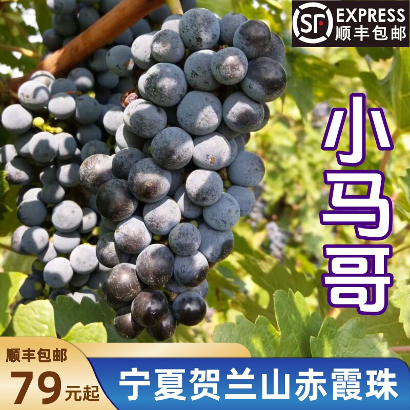 小马哥宁夏贺兰山新鲜酿酒专用葡萄赤霞珠酿酒葡萄泡酒葡萄包邮