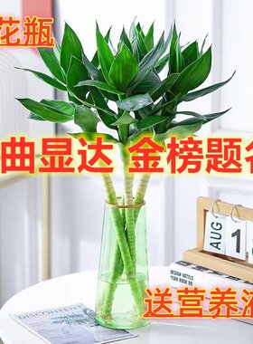 节节高植物富贵文昌竹高考书房