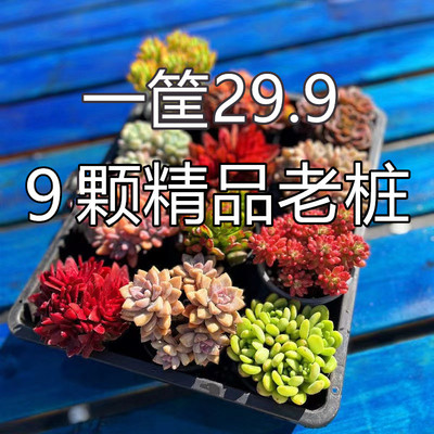 绿植盆栽多肉植物花卉多肉