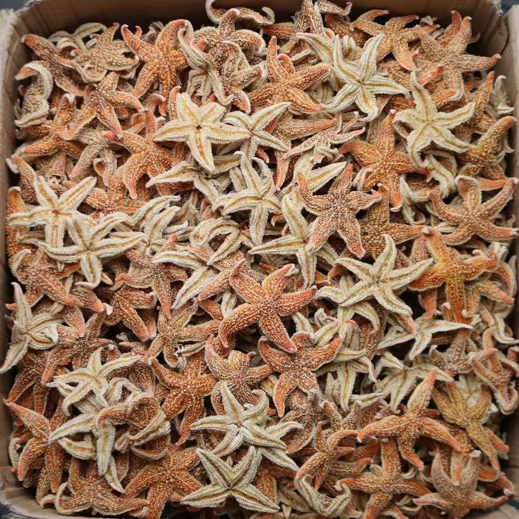 野生大海星干货天然海星