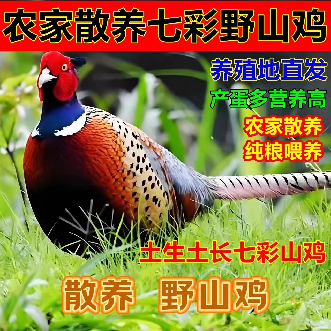 【顺丰包邮】农家散养野鸡宠物鸡野鸡山鸡包邮包活七彩山鸡成年