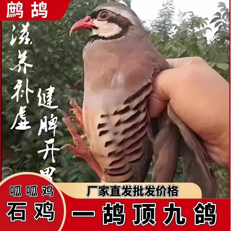 【顺丰包邮】鹧鸪鸡石鸡呱呱鸡飞龙鸟美国鹧鸪活鸟嘎啦宠物鸡