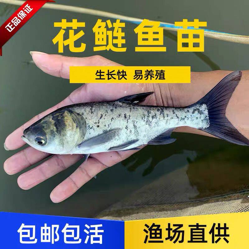 花鲢鱼苗淡水好养殖食用鲢鳙鱼苗胖头鱼鳊鱼四大家鱼雄鱼大头鱼