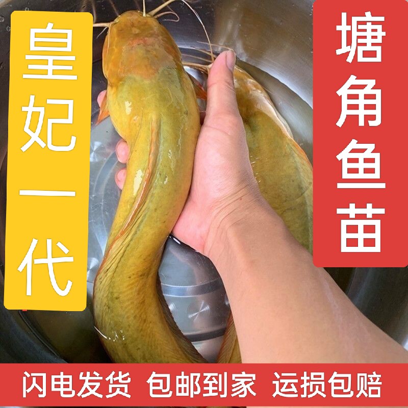 本地塘鲺鱼苗淡水 养殖食用鱼苗批 发皇妃一代鱼苗三黄塘角鱼鱼苗
