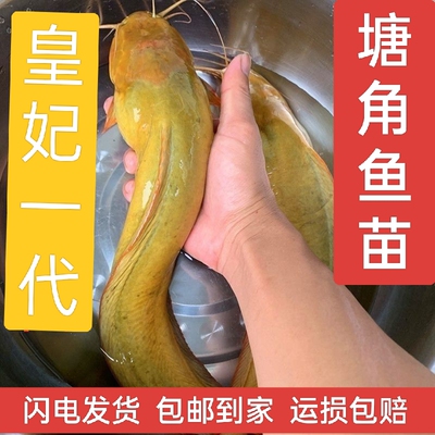 三黄塘角鱼鱼苗皇妃一代鱼苗