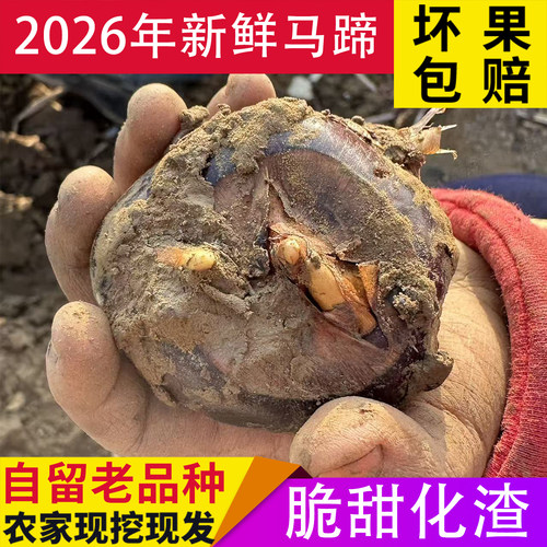 马蹄荸荠新鲜云南文山老品种脆甜