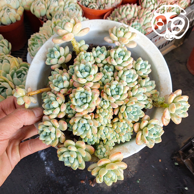 群生果冻色多肉植物多少钱 群生果冻色多肉植物优惠券免费领取 有条鱼