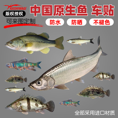 路亚车贴鱼贴金枪鱼黑鲷贴纸
