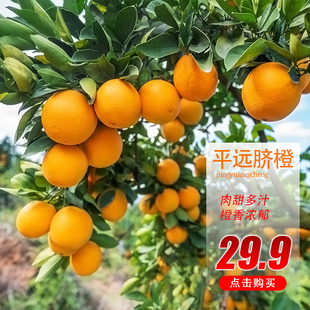 【平远脐橙】正宗平远脐橙橙香浓郁鲜甜多汁水果家中常备水果