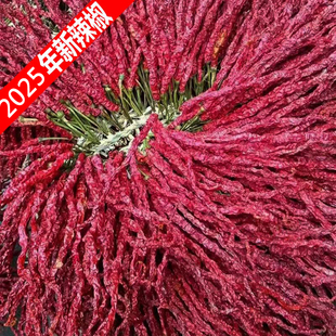 特香辣椒大方皱椒 贵州特产干辣椒 好于四川 二荆条辣椒 500g包邮