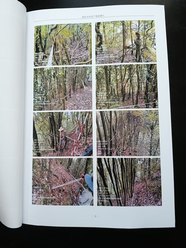 变卖云南省楚雄州大姚县森盛木业有限责任公司所属相关森林资源资产