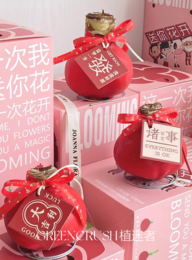 朱顶红蜡球大球马年新年礼物春节送礼亲人女友好养懒人摆件植迷者
