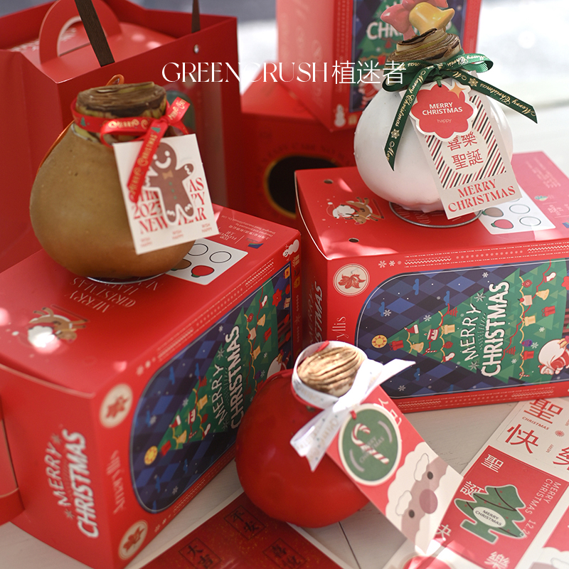 吃空气就能开花的植物朱顶红蜡球