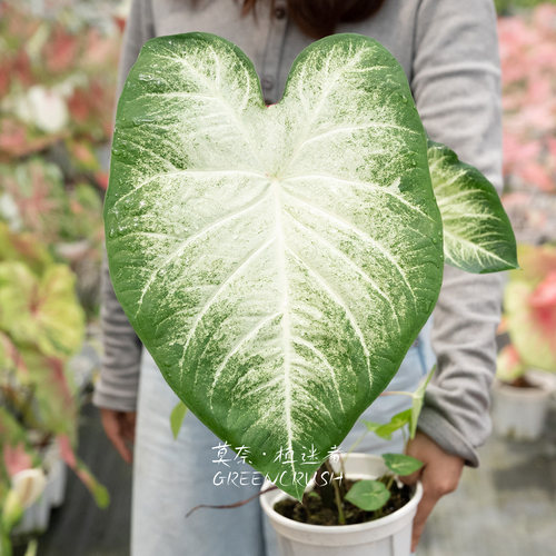 彩叶芋进口盆栽合集莫奈植迷者