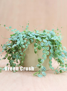 世界宝石纽扣椒草ins风庭院好养爬藤垂吊造景迷你叶子植物 植迷者