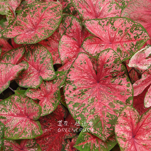 彩叶芋进口种球火山熔岩