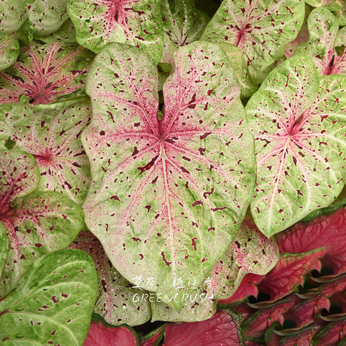 彩叶芋进口种球米菲小姐