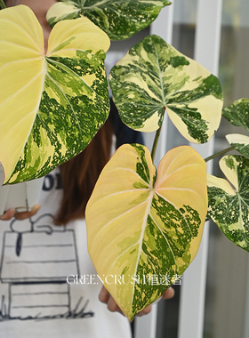 Philodendron Dark Form狂野明脉迈克道尔索迪罗蔓绿绒绿植植迷者