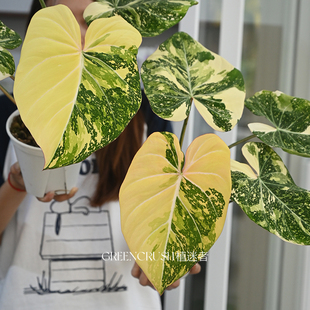 Philodendron Form狂野明脉迈克道尔索迪罗蔓绿绒绿植植迷者 Dark