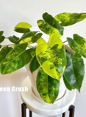 伯乐锦蔓绿绒Philodendron Burle Marx Albo原种进口热植 植迷者