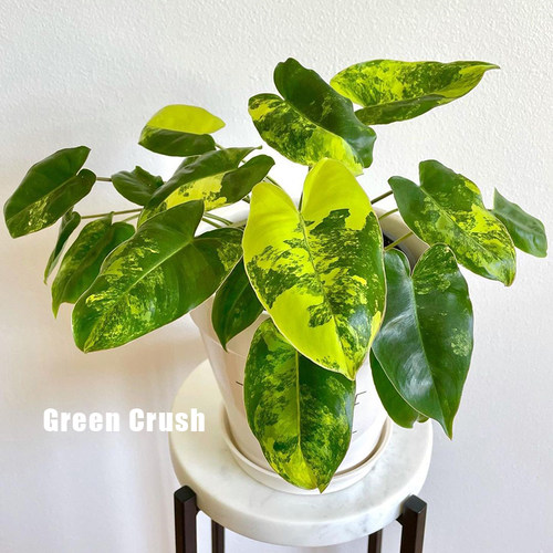 伯乐锦蔓绿绒Philodendron Burle Marx Albo原种进口热植 植迷者