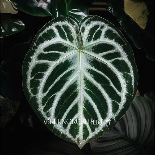 铜锣烧花烛银刷子粗脉花烛 Anthurium Dorayaki 绿植盆栽植迷者